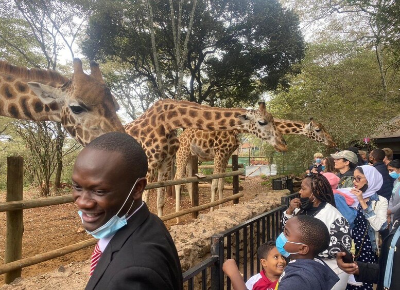 Picture 3 for Activity Giraffe Center and Bomas of Kenya Tour