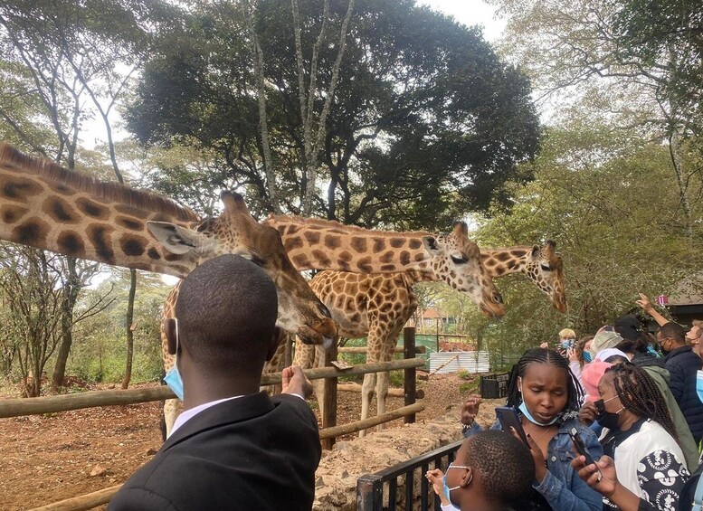 Giraffe Center and Bomas of Kenya Tour