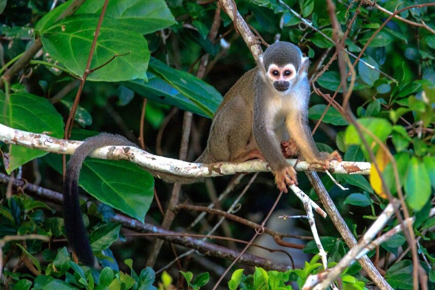 Picture 2 for Activity From Puerto Maldonado: 1 day Kayak + Monkey Island excursion