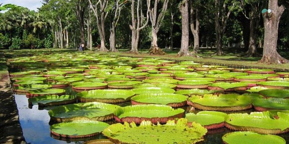 Picture 2 for Activity Port Louis: Private Guided Sightseeing Tour