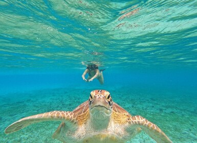 Gili Islands: 2-Hour Snorkel with GoPro Camera & Guide