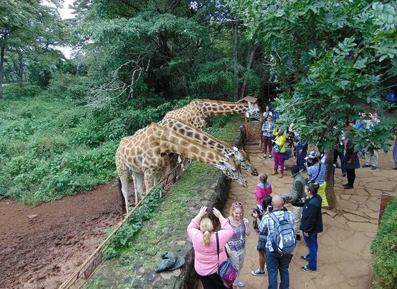 Picture 2 for Activity Nairobi: The Giraffes Centre Guided Tour.