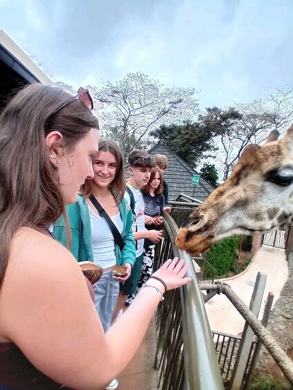 Picture 4 for Activity Nairobi: The Giraffes Centre Guided Tour.