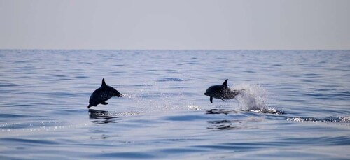 Taormina Coast Tour and Searching Dolphins