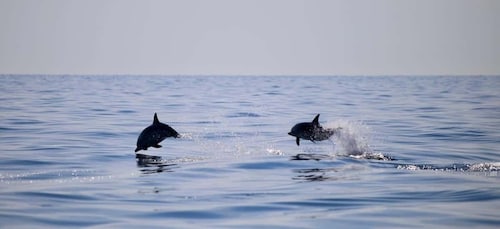 Taormina Coast Tour and Searching Dolphins