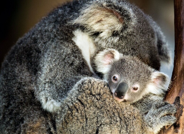 Picture 7 for Activity Canberra: Best of Wildlife Tour