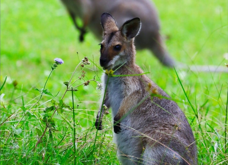Picture 10 for Activity Canberra: Best of Wildlife Tour