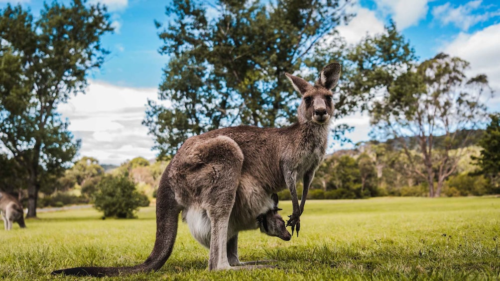 Picture 6 for Activity Canberra: Best of Wildlife Tour