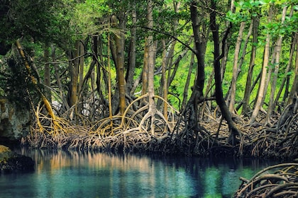 Los Haitises: Boat Tour Sabana de la mar, Caves & Mangroves