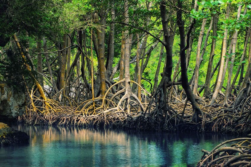 Los Haitises: Boat Tour Sabana de la mar, Caves & Mangroves