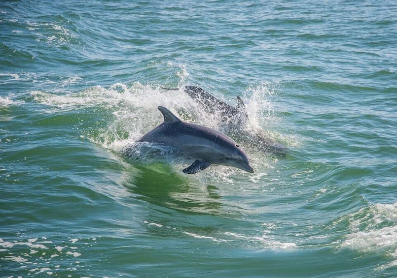 Picture 1 for Activity Holiday, FL: Anclote Key Preserve Private Boat Tour