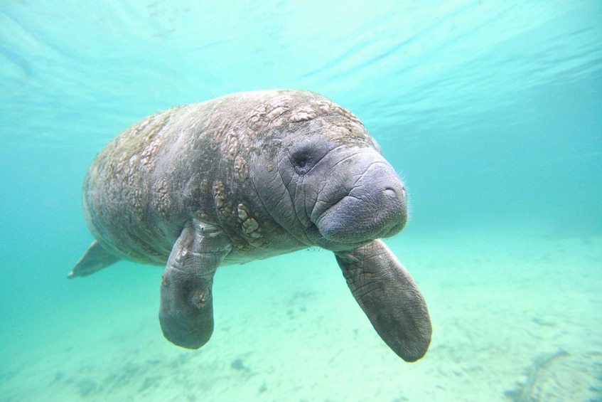 Picture 3 for Activity Holiday, FL: Anclote Key Preserve Private Boat Tour