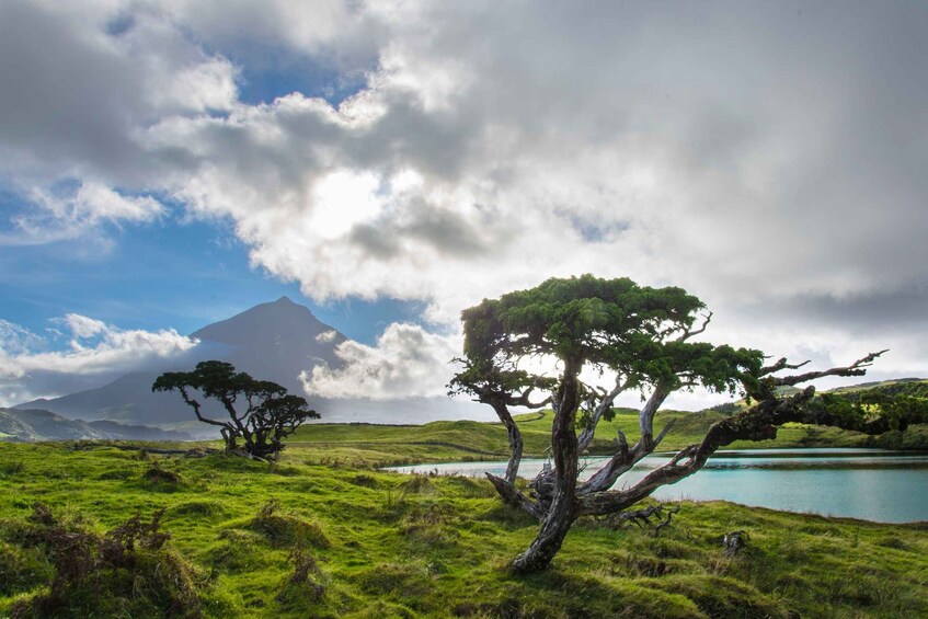 Picture 6 for Activity From Madalena: Pico Volcanoes and Lakes Guided Day Tour