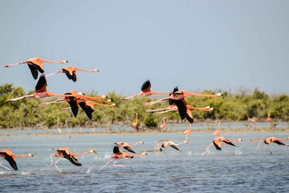 5 giorni di Amboseli, Lago Nakuru e Masai Mara