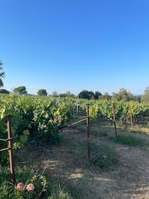 Kavos: Wine Tour & Tasting at a Local Winery