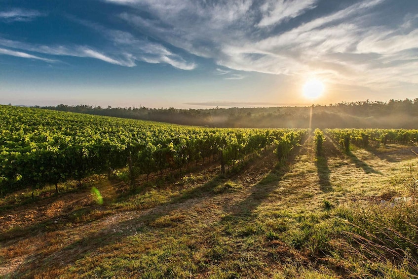 Picture 6 for Activity Kavos: Winery Tour with Wine Tasting