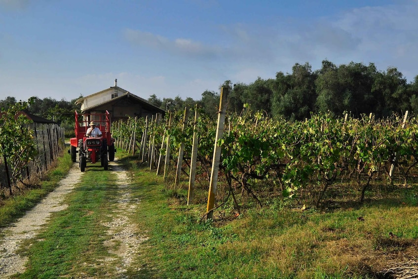 Picture 2 for Activity Kavos: Winery Tour with Wine Tasting