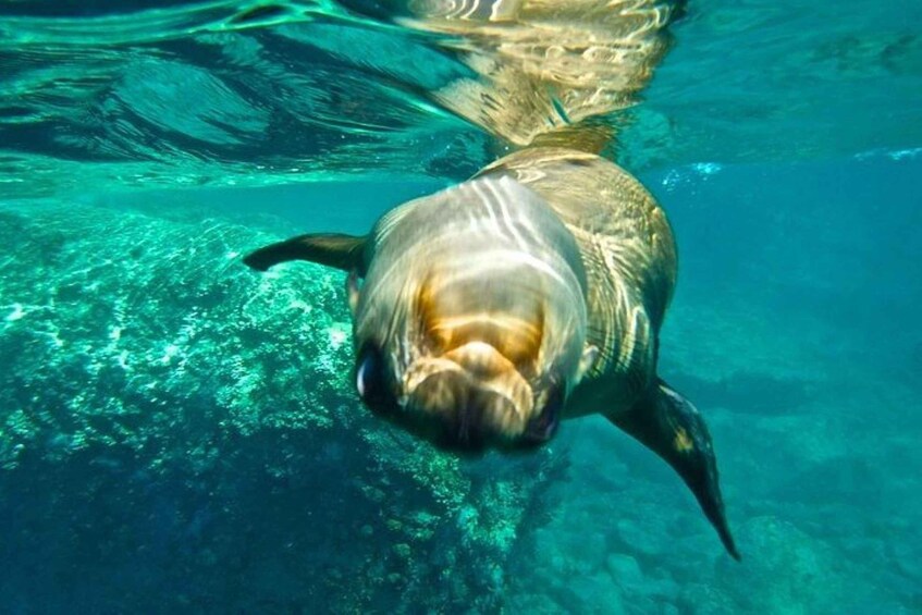 Picture 3 for Activity From La Paz: Espiritu Santo Island Adventure