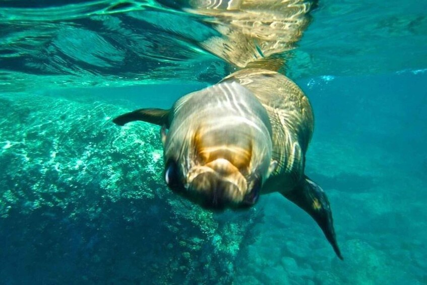 Picture 3 for Activity From La Paz: Espiritu Santo Island Adventure