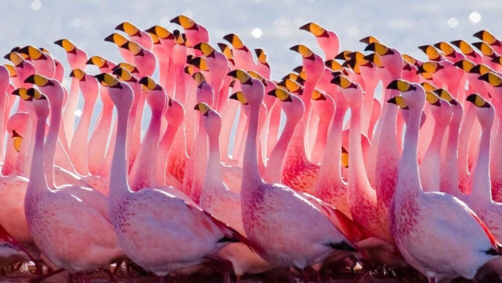 From Uyuni: Geyser and Uyuni Salt Flats 3-Days | Flamingos |