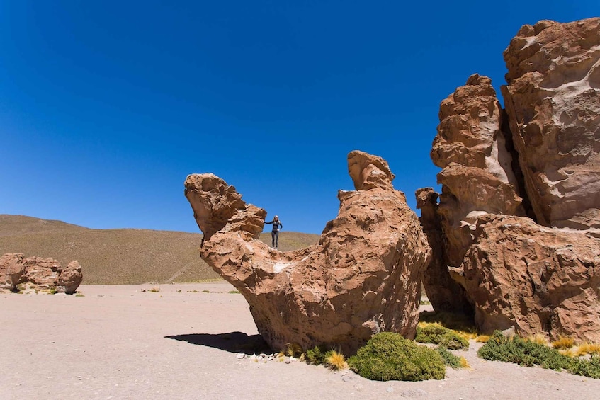 Picture 8 for Activity From Uyuni: Geyser and Uyuni Salt Flats 3-Days | Flamingos |