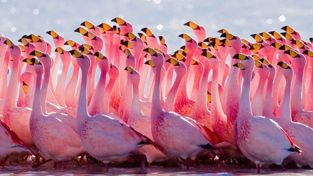 From Uyuni: Geyser and Uyuni Salt Flats 3-Days | Flamingos |