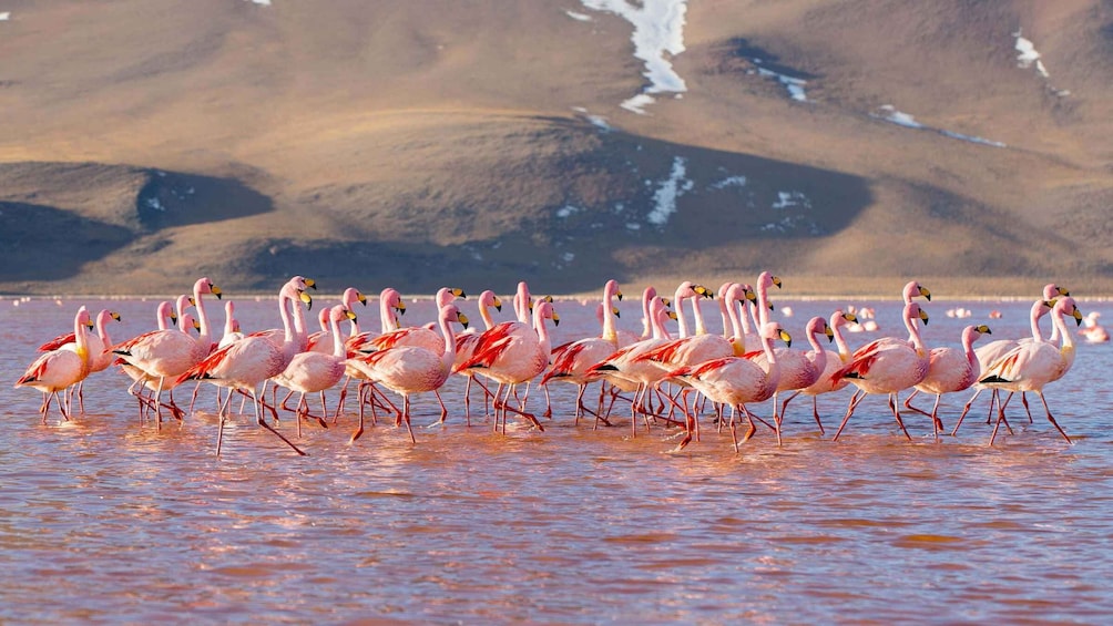 Picture 16 for Activity From Uyuni: Geyser and Uyuni Salt Flats 3-Days | Flamingos |