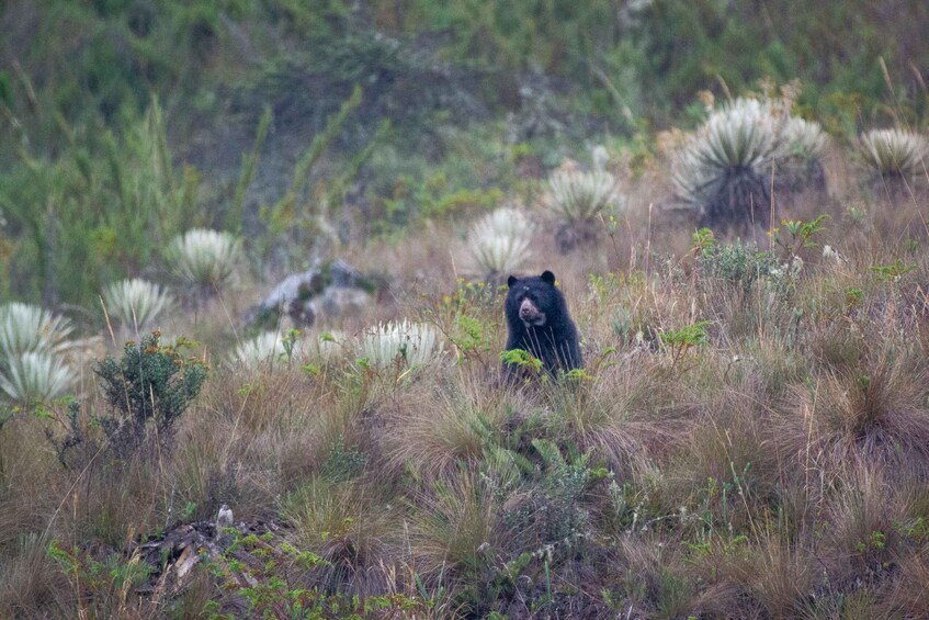 Picture 10 for Activity Private sight Tour Chingaza Paramo from Bogota, Andean Bear