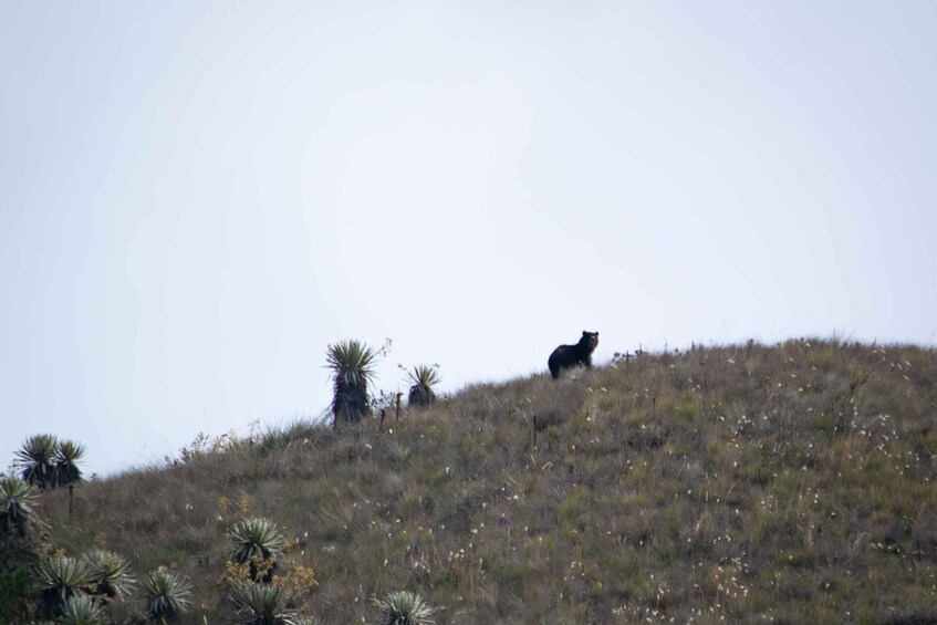 Picture 13 for Activity Private sight Tour Chingaza Paramo from Bogota, Andean Bear