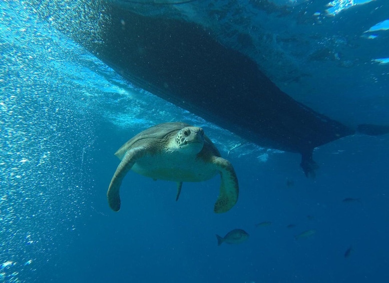 Picture 2 for Activity Puerto Colon: Whale-Watching Sailing Tour with Meal & a Swim