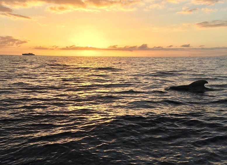 Picture 4 for Activity Puerto Colon: Whale-Watching Sailing Tour with Meal & a Swim