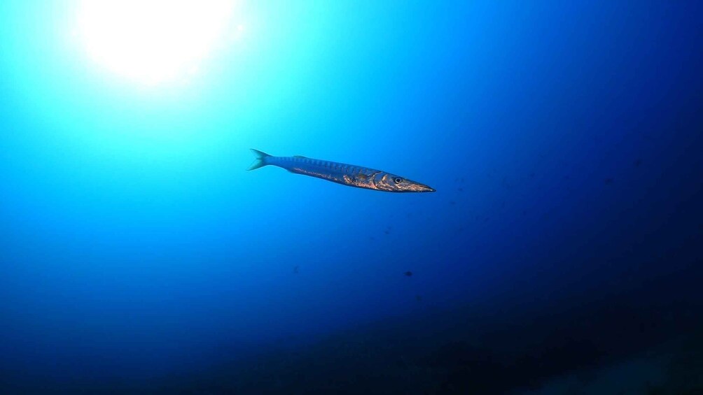 Picture 4 for Activity Puerto del Carmen: Try Scuba Diving from the beach