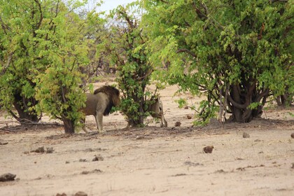 Chobe National Park: Pirschfahrt, Bootstour und Mittagessen