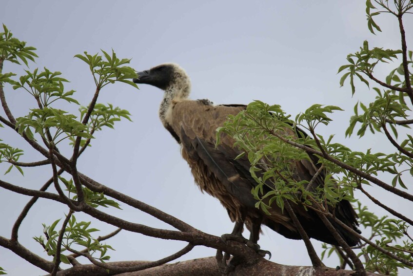 Picture 3 for Activity Chobe National Park: Game Drive, Boat Tour, and Lunch