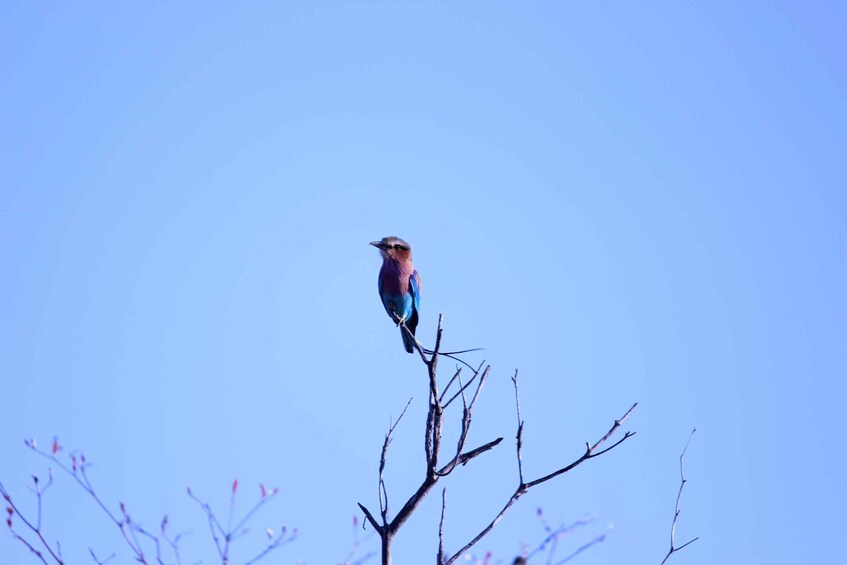 Picture 1 for Activity Chobe National Park: Game Drive, Boat Tour, and Lunch