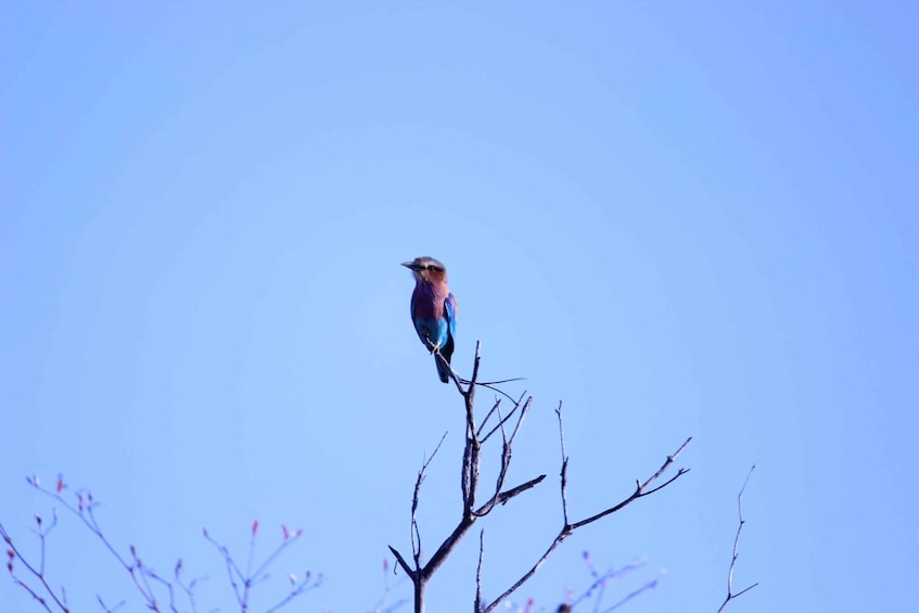 Picture 1 for Activity Chobe National Park: Game Drive, Boat Tour, and Lunch