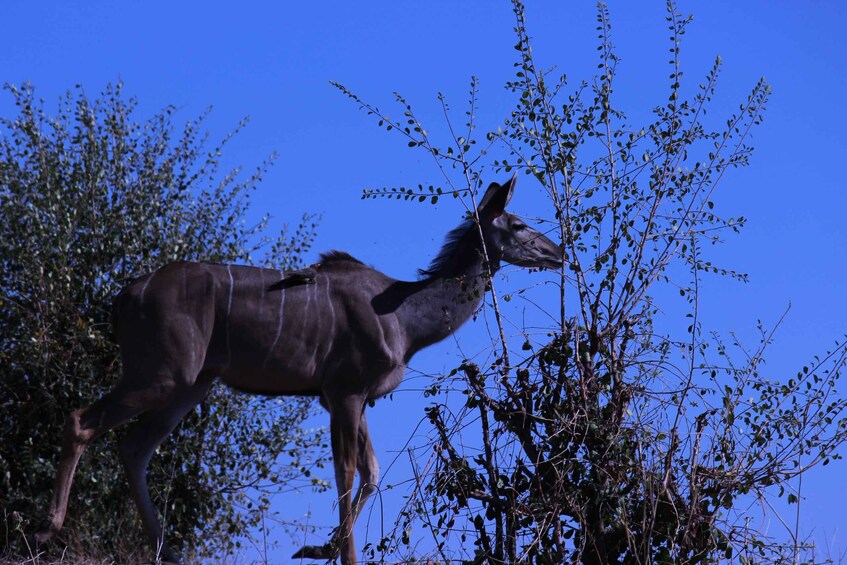 Picture 2 for Activity Chobe National Park: Game Drive, Boat Tour, and Lunch