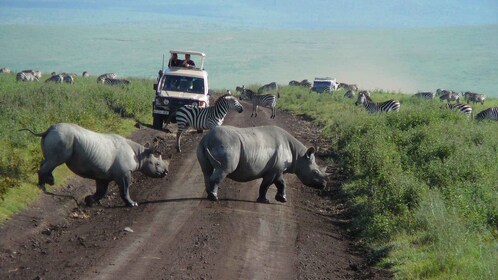 8 Days Signature Tanzania Safari