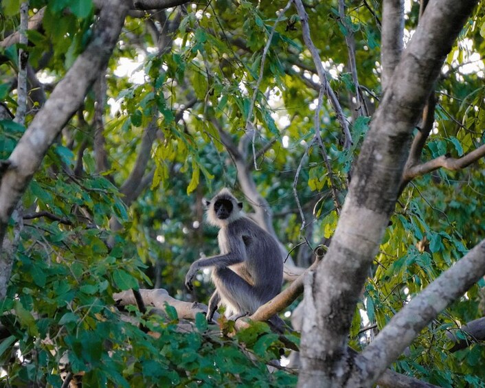 Picture 8 for Activity Kaudulla National Park Half Day Private Safari Adventure