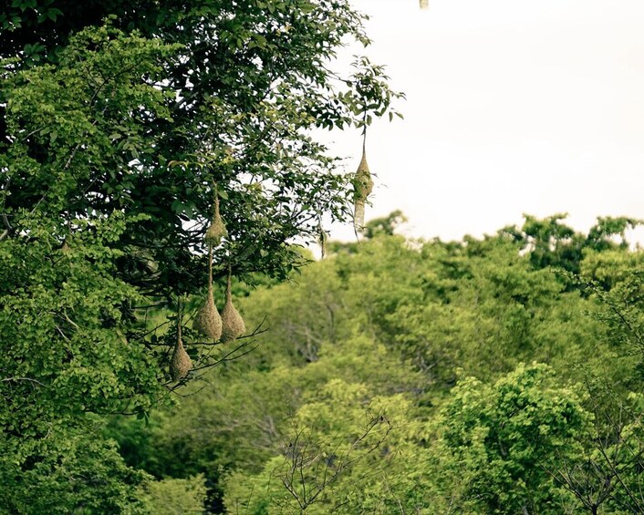 Picture 3 for Activity Kaudulla National Park Half Day Private Safari Adventure