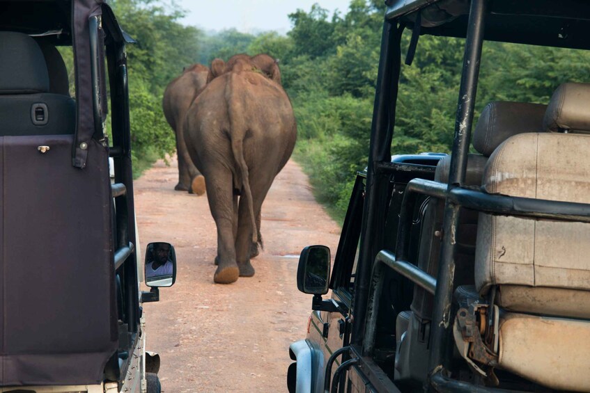 From Negombo: Wilpattu National Park Safari Guided Day Tour