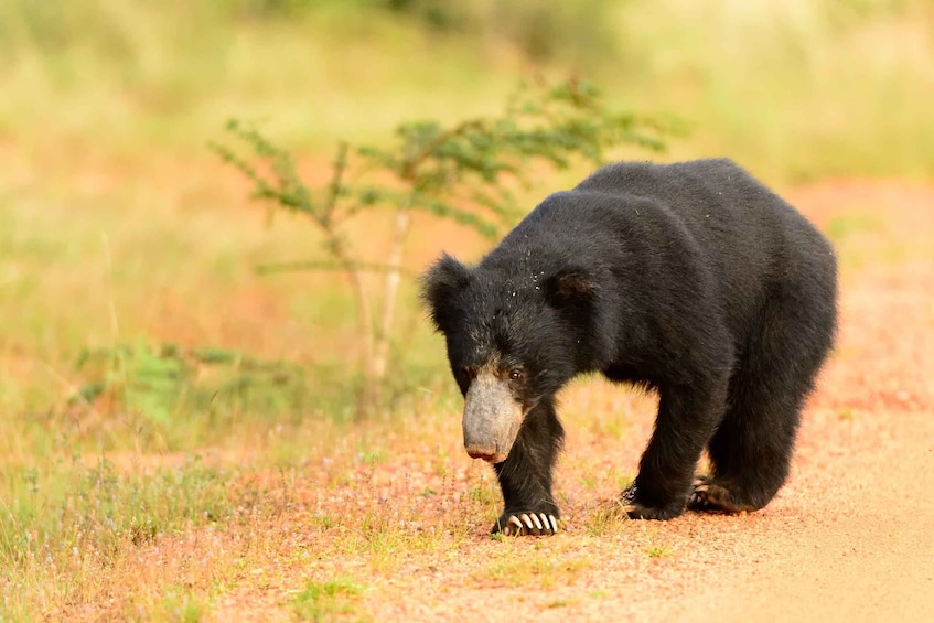 Picture 9 for Activity From Negombo: Wilpattu National Park Safari Guided Day Tour