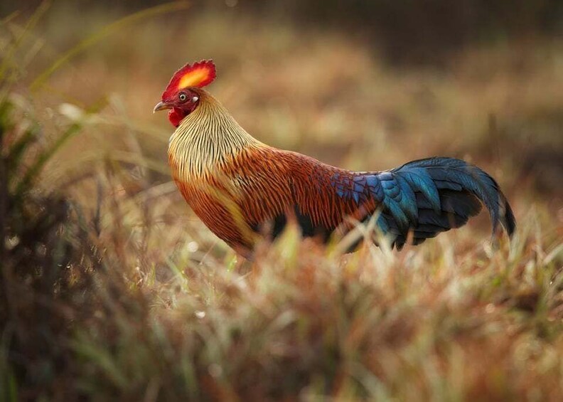 Picture 2 for Activity From Negombo: Wilpattu National Park Safari Guided Day Tour