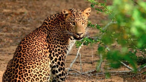 Depuis Negombo : Safari guidé dans le parc national de Wilpattu excursion d...