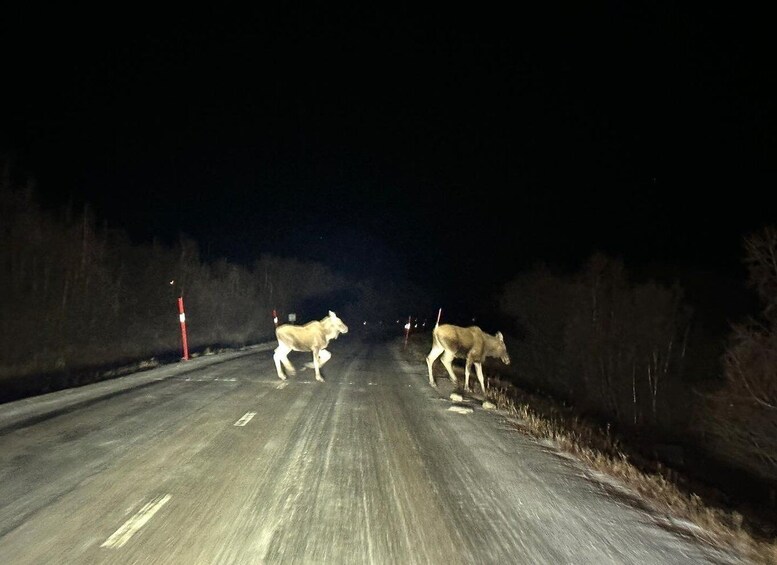 Picture 5 for Activity From Kiruna: Abisko National Park Northern Lights Tour