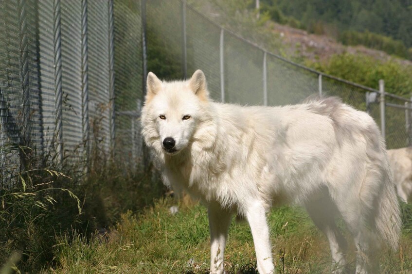 Picture 2 for Activity Tidewater: White Wolf Sanctuary Tour and Presentation