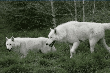 Tidewater: White Wolf Sanctuary Tour and Presentation