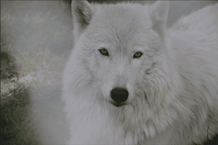 Picture 3 for Activity Tidewater: White Wolf Sanctuary Tour and Presentation