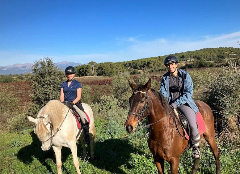 Picture 4 for Activity Mallorca: Activity with Horses, Antique Mallorca