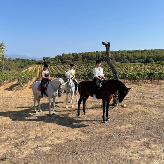 Picture 1 for Activity Mallorca: Activity with Horses, Antique Mallorca